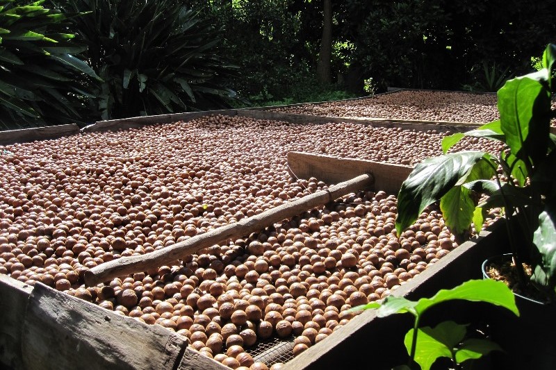 Macadamia drying trays